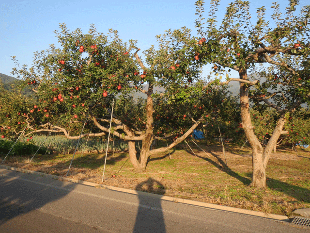 昔ながらのりんごの木 手作り木製オベリスクやハンギングスタンド等の通販 ガーデンクラフト リブ